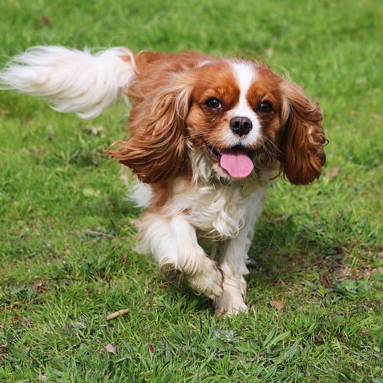 Hund, Säugetier, Wirbeltier, Hunderasse, Canidae, König Charles Spaniel, braun weißer Cavalier König Charles Spaniel, Fleischfresser, Begleithund, Ähnlich Cocker Spaniel,