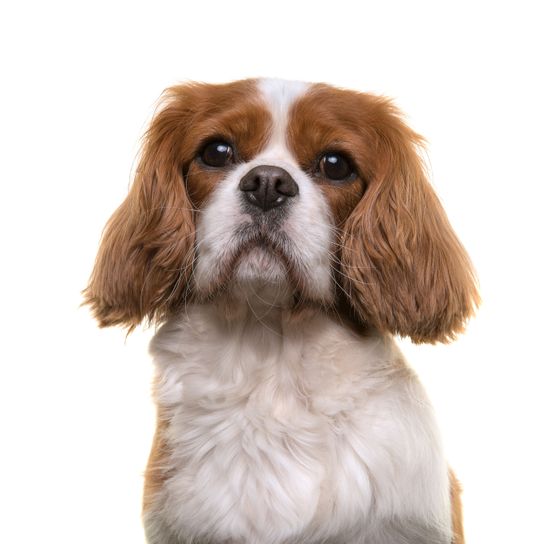 Hund, Säugetier, Wirbeltier, Canidae, Hunderasse, König Charles Spaniel, Fleischfresser, braun weißer Cavalier König Charles Spaniel, Begleithund, Spaniel,