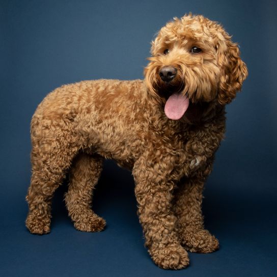 Hund, Säugetier, Wirbeltier, Canidae, Hunderasse, Fleischfresser, Cockapoo, Pudelkreuzung, Sporting Group, Cavalier King Charles Spaniel Mischling mit Pudel, Pudelmix, lockiger Hund, brauner kleiner HUnd mit lockigem Fell