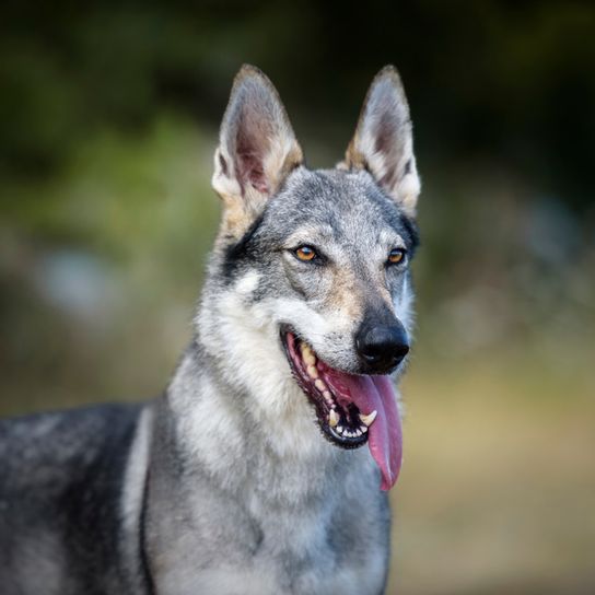 Tschechoslowakischer Wolfhund, Československý vlčiak, Československý vlčák, Wolfshund, Hund aus Tschechien, große Hunderasse mit Stehohren steht auf einem Baumstamm