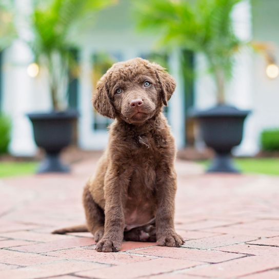 Hund, Säugetier, Wirbeltier, Canidae, Hunderasse, Welpe, Fleischfresser, Sportgruppe, Rasse ähnlich spanischer Wasserhund, Hund ähnlich Labradoodle, Chesapeake Retriever braun Welpe