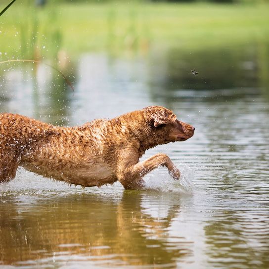 Wirbeltier, Hund, Canidae, Wasser, Fleischfresser, Hunderasse, Sporting Group, Rasse ähnlich Golden Retriever, hellbrauner Chesapeake Retriever schwimmt im See