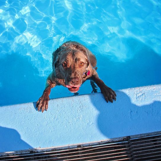 Chesapeake bay Retriever schwimmt im Pool mit Beute im Maul, Hund der gerne apportiert, Jagdhund, Apportierhund
