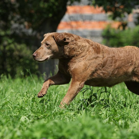 Chesapeake Bay Retriever braun springt über ein Feld um eine Beute zu erwischen, Apportierhund, Wasserhund, Retrieverrasse, Hunderasse, brauner großer Hund