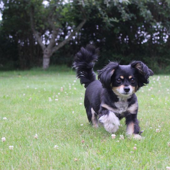 Hund,Hunderasse,Fleischfresser,Pflanze,Begleithund,Baum,Gras,Schnauze,Sportliche Gruppe,Hütehund,