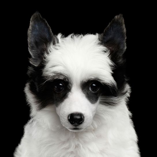 Hund, Säugetier, Wirbeltier, Hunderasse, Canidae, Weiß, Fleischfresser, Hund ähnlich Border Collie, Kopf, Schnauze, Chinesischer Schopfhund