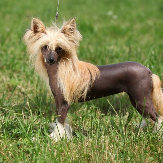 Hund, Säugetier, Wirbeltier, Hunderasse, Canidae, Fleischfresser, nackter chinesischer Schopfhund, Begleithund, Terrier, Cairn-Terrier,