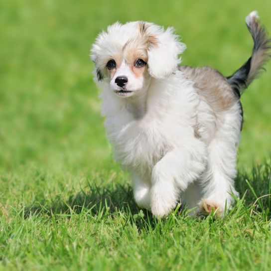 Hund, Säugetier, Wirbeltier, Hunderasse, Canidae, Welpe, Begleithund, Fleischfresser, Rasse ähnlich Havaneser, Hund ähnlich Cavachon, weißer Chinesischer Schopfhund Welpe