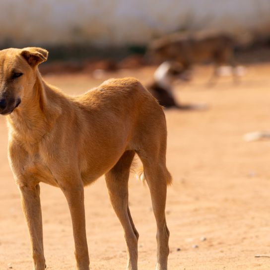 Chippiparai in Wüste Indien, Pariah Hund aus Indien, Hunderasse für die Jagd, Anerkannte indische Rasse, Nicht vom FCI anerkannte Rasse, große Hunderasse, Windhund