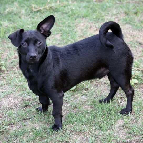 Hund, Säugetier, Wirbeltier, Hunderasse, Canidae, Fleischfresser, Schnauze, Begleithund, Rasse ähnlich Patterdale Terrier, Sporting Group, schwarzer Chiweenie, Chihuahua Mix