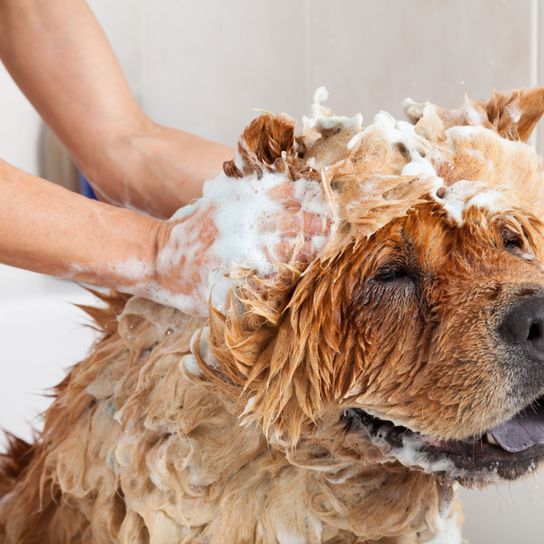 Hund, Säugetier, Canidae, Hunderasse, Fleischfresser, Begleithund, Fell, Sportgruppe, Schnauze, Chowchow waschen mit einem Hundeshampoo in der Badewanne