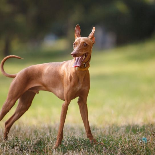 Cirneco dell Etnas auf einer WIese, mittelgroße Hunderasse rot braun, Hund mit sehr großen Stehohren, Fledermausohren