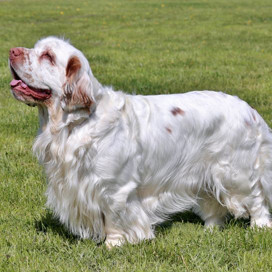 Hund, Säugetier, Wirbeltier, Hunderasse, Canidae, Fleischfresser, Spaniel, Sporting Group, weißer Clumber Spaniel mit sehr langem Fell auf einer Wiese