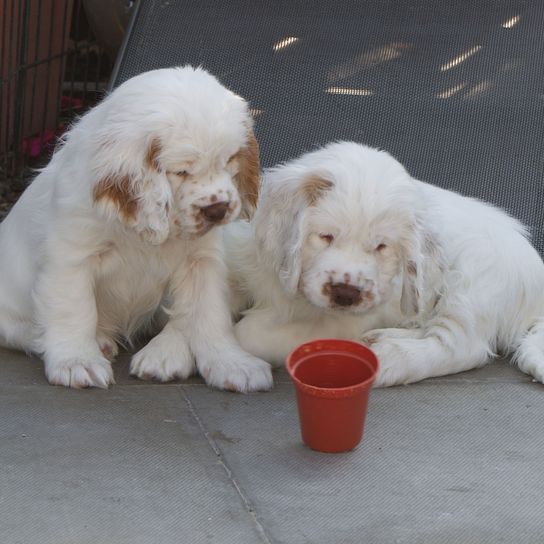 Hund, Säugetier, Wirbeltier, Hunderasse, Canidae, Fleischfresser, Nase, Sportgruppe, weiße Clumber Spaniel Welpen, Begleithund,