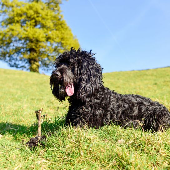 Hund, Säugetier, Wirbeltier, Canidae, Hunderasse, Fleischfresser, Sportgruppe, Rasse ähnlich Spaniel, Barbet, Seltene Rasse (Hund), Spanielmix, Pudelmischling, hybride Mischung, hypoallergene Rasse, Allergikerhund