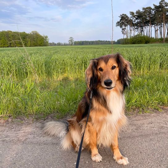 Hund, Himmel, Wolke, Pflanze, Fleischfresser, Hunderasse, Baum, Begleithund, Kitz, Gras,