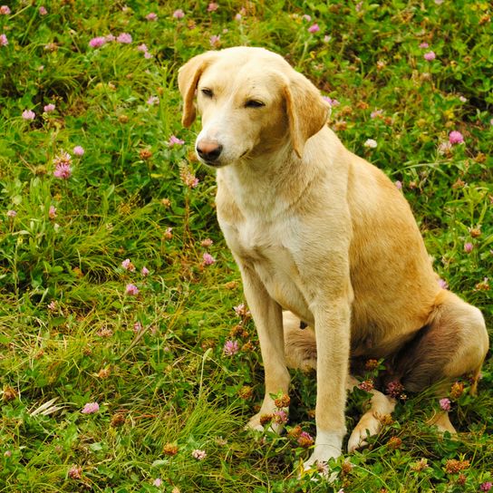 Hund, Säugetier, Wirbeltier, Canidae, Hunderasse, Fleischfresser, Sporting Group, hellbrauner Combai sitzt auf Blumenwiese