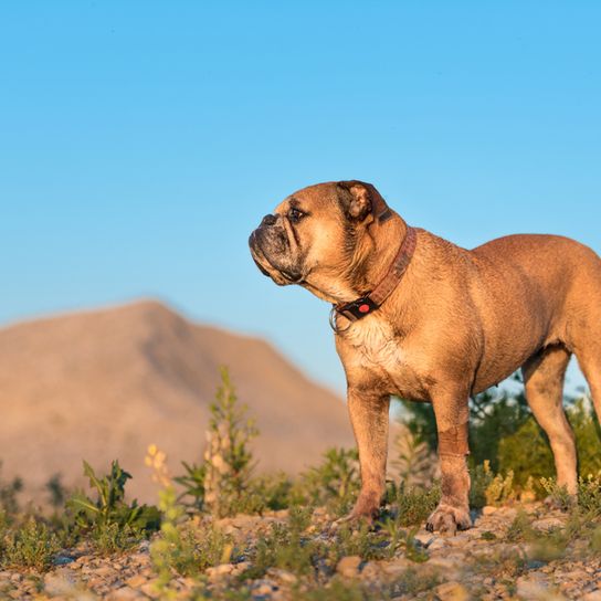 Continental Bulldogge steht auf einer Steppe und schaut in die Ferne bei blauem Himmel, mittelgroße Hunderasse, kniehohe Hunderasse für Anfänger, Hund ähnlich französische Bulldogge