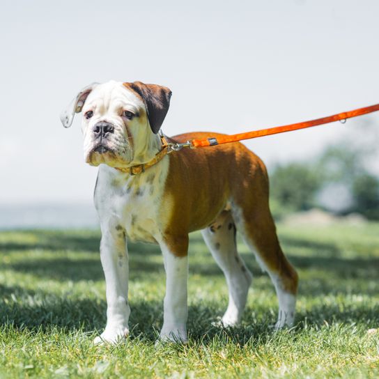 junger Continental Bulldoggen Hund an der orangen Leine steht auf einer Wiese, mittelgroße Hunderasse, Hund ähnlich französische Bulldogge