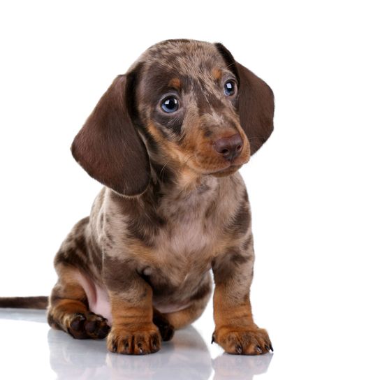 Dackel Merle Welpe Hund, Säugetier, Wirbeltier, Hunderasse, Canidae, Dackel Welpe braun Merle, Fleischfresser, Begleithund, Seltene Rasse (Hund),