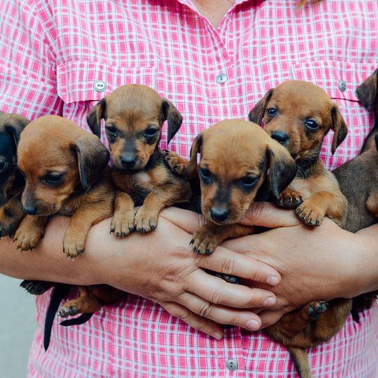 Hund, Säugetier, Wirbeltier, Hunderasse, Canidae, Welpe, Fleischfresser, Schnauze, Rasse ähnlich Puggle, Begleithund, kleine Dackel Welpen braun, viele Welpen