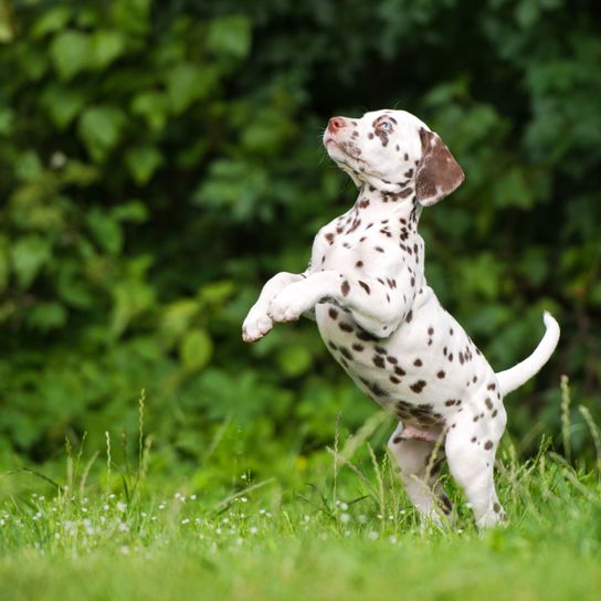 Hund, Säugetier, brauner Dalmatiner Welpe, Wirbeltier, Canidae, Hunderasse, Fleischfresser, Nicht-Sportgruppe, Zeiger, Sportgruppe, weißer Hund mit braunen Punkten, außergewöhnliche Hunderasse