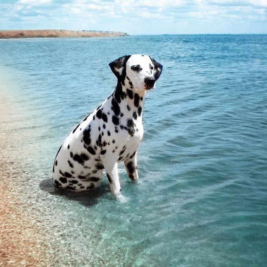 Hund, Wirbeltier, Dalmatiner sitzt im Meer und neben dem Strand, Hund im Urlaub, Kroatische Hunderasse, Canidae, Säugetier, Hunderasse, Fleischfresser, Wasser, nicht sportliche Gruppe, Himmel,