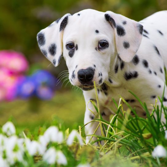 Hund, Dalmatiner Welpe im Gras, Säugetier, Wirbeltier, Hunderasse, Canidae, Fleischfresser, Schnauze, nicht sportliche Gruppe, Welpe, großer weißer Hund mit schwarzen Punkten, 101 Dalmatiner Hund