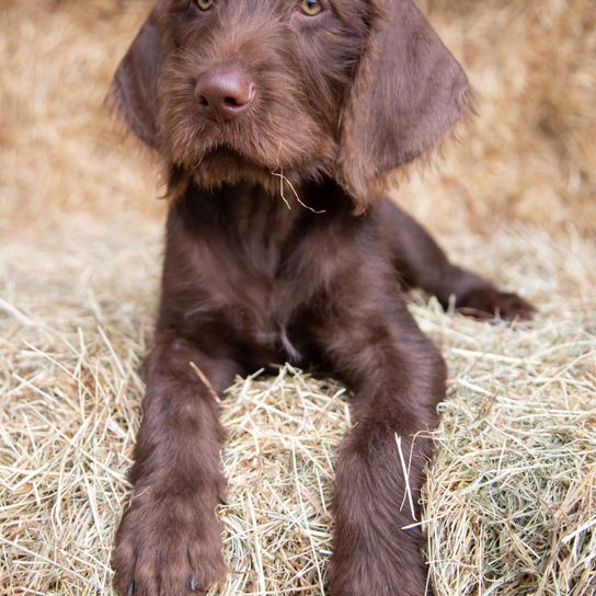 Hund, Säugetier, Wirbeltier, Canidae, Hunderasse, Fleischfresser, Stichelhaar, Sportgruppe, Deutscher Langhaarpointer Rauhaar, brauner Pointer Drahthaar