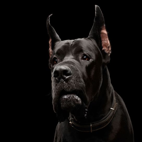 deutsche dogge mit stehohren Hund, Säugetier, Wirbeltier, Canidae, Hunderasse, Wachhund, Schnauze, Fleischfresser, Cane Corso, Deutsche Dogge,