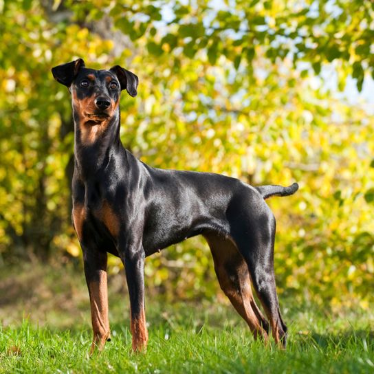 Deutscher Pincscher steht auf einer Wiese und schaut in die Kamera, Hund der schwarz glänzt, glänzendes Fell, deutsche Hunderasse, mittelgroße Hunderasse mit Kippohren