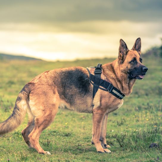 Hund, Säugetier, Deutscher Schäferhund, Wirbeltier, Hunderasse, Canidae, Altdeutscher Schäferhund trägt ein Halti, Fleischfresser,Rasse ähnlich  Kunming Wolfshund, Hund ähnlich König Schäferhund, kurzhaariger deutscher Schäferhund mit Brustgeschirr, Stehohren, Kommisar Rex Hund, dunkle Schnauze, bekannter Fernsehhund, Polizeihund