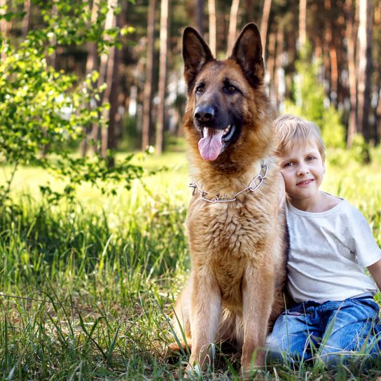 Hund, Säugetier, Wirbeltier, Deutscher Schäferhund, Canidae, Altdeutscher Schäferhund mit Bub im Wald, Hunderasse, Fleischfresser,