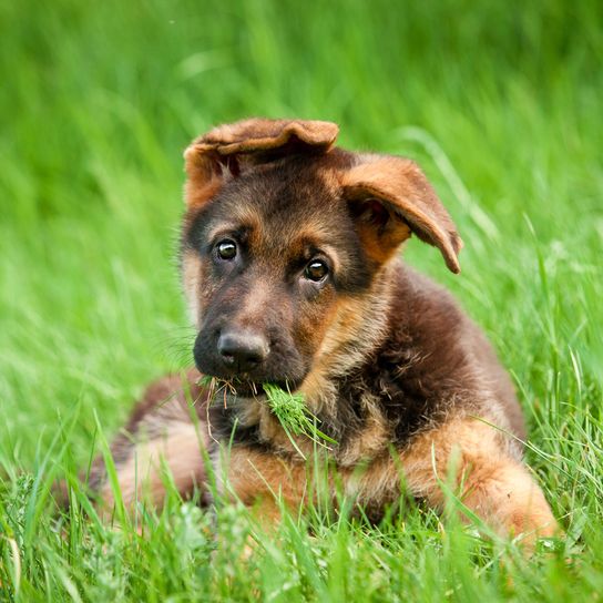 Hund, Säugetier, Wirbeltier, Hunderasse, Canidae, Gras, Fleischfresser, Grün, Schnauze, Welpe, deutscher Schäferhund Welpe mit schiefen Ohren weil sie noch nicht richtig stehen, braune Hunderasse aus Deutschland, Polizeihund, Listenhund, sehr anstrengede Hunderasse, Unterordnung