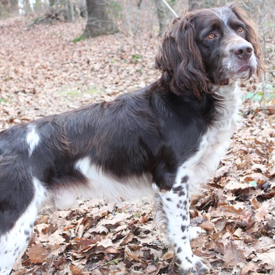 Herbstliches Foto vom deutschen Wachtelhund im Wald auf einem Laubhaufen, braun weißer Wachtelhund, Hund ähnlich Münsterländer