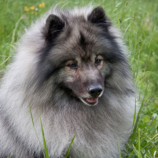 Hund, Säugetier, Wirbeltier, Canidae, Hunderasse, Keeshond, Fleischfresser, deutscher Spitz, Spitz, grauer deutscher Spitz mittel, mittelgroße Hunderasse mit Stehohren und sehr langem Fell