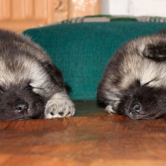 Hund, Säugetier, Wirbeltier, Canidae, norwegischer Elchhund, Hunderasse, Fleischfresser, Welpe, grauer Deutscher Wolfsspitz Welpe wird auch Keeshond genannt, Rasse ähnlich Sarplaninac,