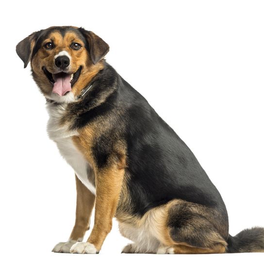 dicker Appenzeller Sennenhund sitzt, Schweizer Sennenhund, schwarzer brauner weißer Hund, mittelgroße Hunderasse