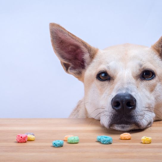 Carolina Dog, American Dingo, brauner mittelgroßer Hund mit Steohren, Dingo aus Amerika, Amerikanische Hunderassen, Nicht anerkannte Hunderasse aus Amerika, USA Hund, Hund der Einwohner, Ureinwohner Hunderasse, Zuchthund, Freilebende Rasse, Rassbeschreibung, Hund legt Kopf auf den Tisch wo Leckerchen und Smarties liegen