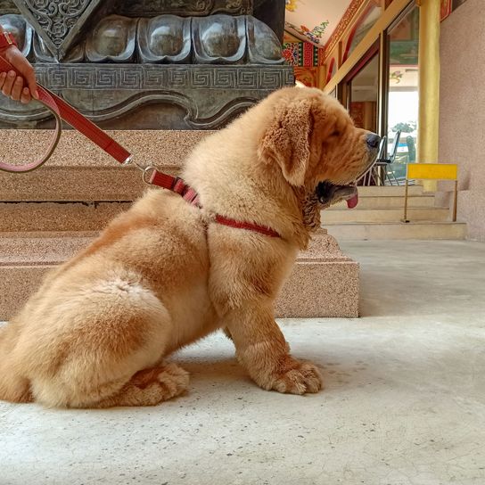 Do Kyhi Welpe Hund, Wirbeltier, Canidae, Säugetier, Hunderasse, Fleischfresser, Golden Retriever, Sporting Group, Begleithund, Schnauze, Tibetan Mastiff Hund rot