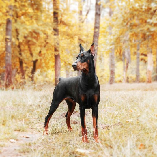 Hund, Säugetier, Wirbeltier, Hunderasse, Dobermann mit kupiertem Schwanz und Stehohren, Canidae, Wachhund, Rasse ähnlich Manchester Terrier, Toy Manchester Terrier, Rasse Pinscher,