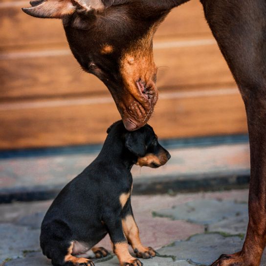 Hund, Säugetier, Wirbeltier, Canidae, Hunderasse, Pinscher, Rasse ähnlich Manchester Terrier, Hund ähnlich Pražský krysařík, Dobermann Hündin mit Welpe, deutscher Pinscher,