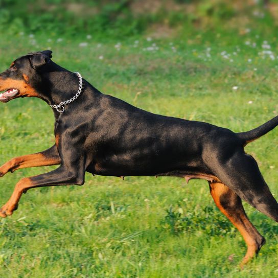 Hund, Säugetier, Wirbeltier, Hunderasse, Canidae, Fleischfresser, Hund aus österreichischer Schwarz-Braun-Hund, Rasse ähnlich polnischer Jagdhund, Jagdhund, Hund ähnlich deutscher Pinscher, Dobermann springt herum, Kampfhund, Listenhund, sehr großer schwarzer Hund mit braun, lohfarbener Hund