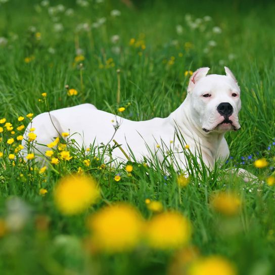 Hund, Säugetier, Wirbeltier, Canidae, Hunderasse, Dogo Argentino mit kupierten Ohren liegt in einer Blumenwiese, Fleischfresser, Gras, Rasse ähnlich amerikanischer Staffordshire-Terrier, Cordoba-Kampfhund,