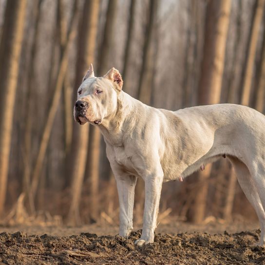 Hund, Säugetier, Wirbeltier, Canidae, Hunderasse, Fleischfresser, Dogo Argentino, Cordoba Kampfhund, argentinische Dogge mit kupierten Ohren, muskulöse Hunderasse, Wachhund, Alaunt, Hund im Wald, Muskeln beim Hund, großer weißer Hund, Kampfhund, Listenhund