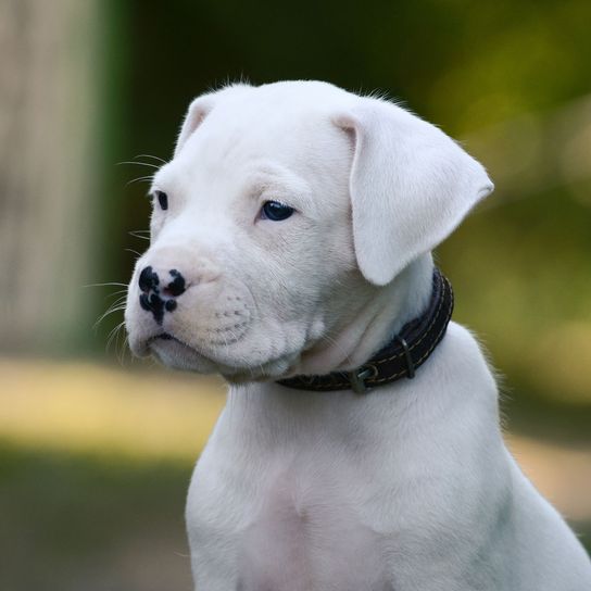 Hund, Säugetier, Wirbeltier, Hunderasse, Canidae, Dogo guatemalteco, Dogo argentino Welpe mit Schlappohren, Cordoba Kampfhund, Fleischfresser, kupieren der Ohren ist verboten