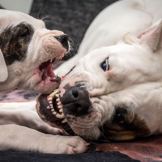 Säugetier, Hund, Wirbeltier, Hunderasse, Canidae, Haut, Schnauze, Nase, Rasse ähnlich amerikanische Bulldogge, Fleischfresser, Dogo Argentino Welpe rauft mit der Mama, Welpe rauft mit Mutter, Argentinische Dogge Welpe und kupierte Ohren bei der Hündin, großer weißer Kampfhund, Listenhund