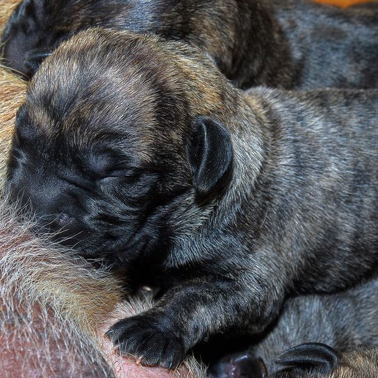 Hund, Wirbeltier, Säugetier, Canidae, Hunderasse, Dogo Canario Welpe schwarz gestromt, Fleischfresser, Schnauze,