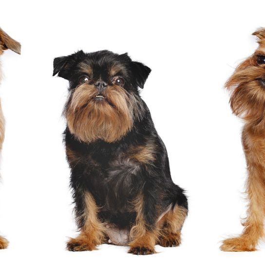 Hund, Säugetier, Wirbeltier, Hunderasse, Canidae, Fleischfresser, Begleithund, Schnauze, drei Belgische Griffon sitzen vor weißem Hintergrund