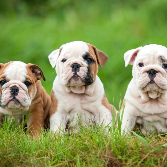 Hund, Säugetier, Wirbeltier, Hunderasse, Canidae, weiße alte englische Bulldogge Welpe, braune Bulldogge Welpe, Spielzeugbulldogge, weiß braune englische Bulldogge Welpe, australische Bulldogge,